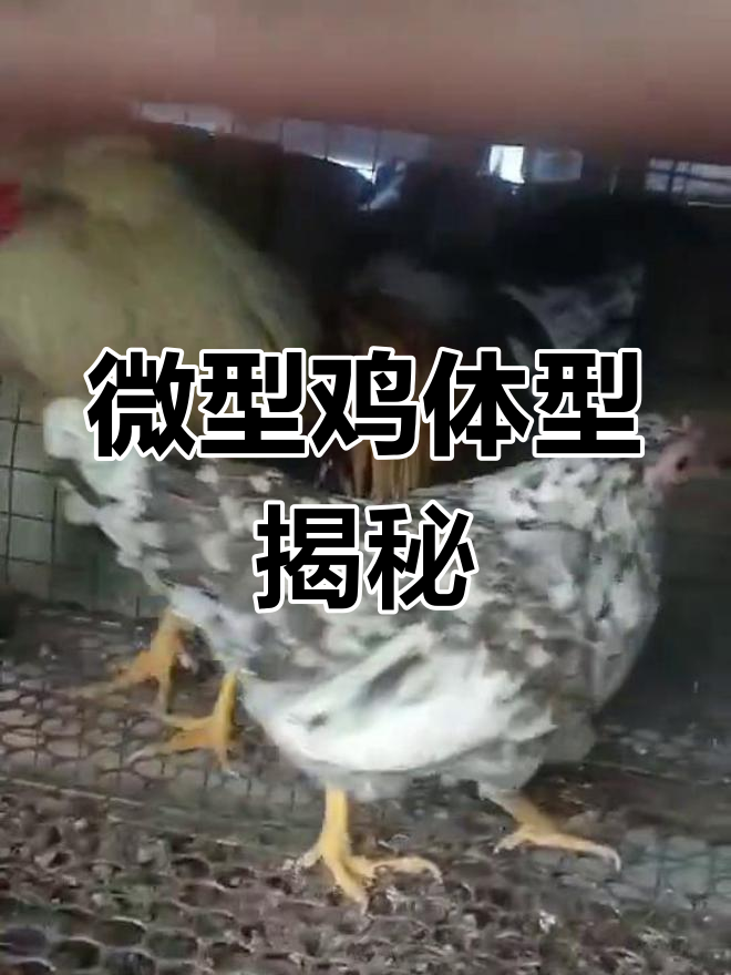 大围山鸡体型偏小,公母差异明显