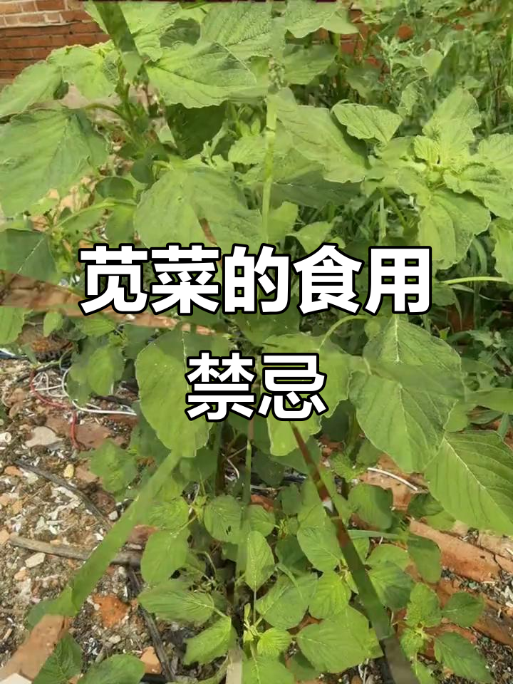 苋菜有通便、活血功效,但产妇及脾胃虚弱者应慎食