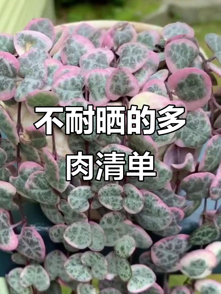 10种怕晒的多肉植物,看看你养的对不对