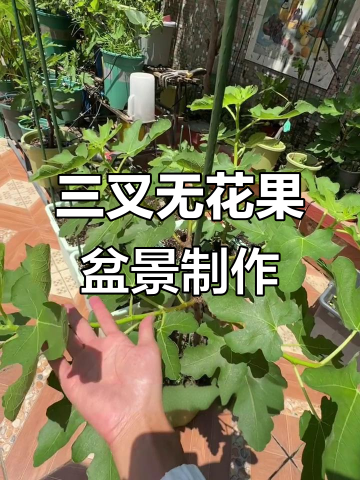 无花果三叉六顶棒棒糖盆栽打造技巧,枝条修剪与嫁接全攻略