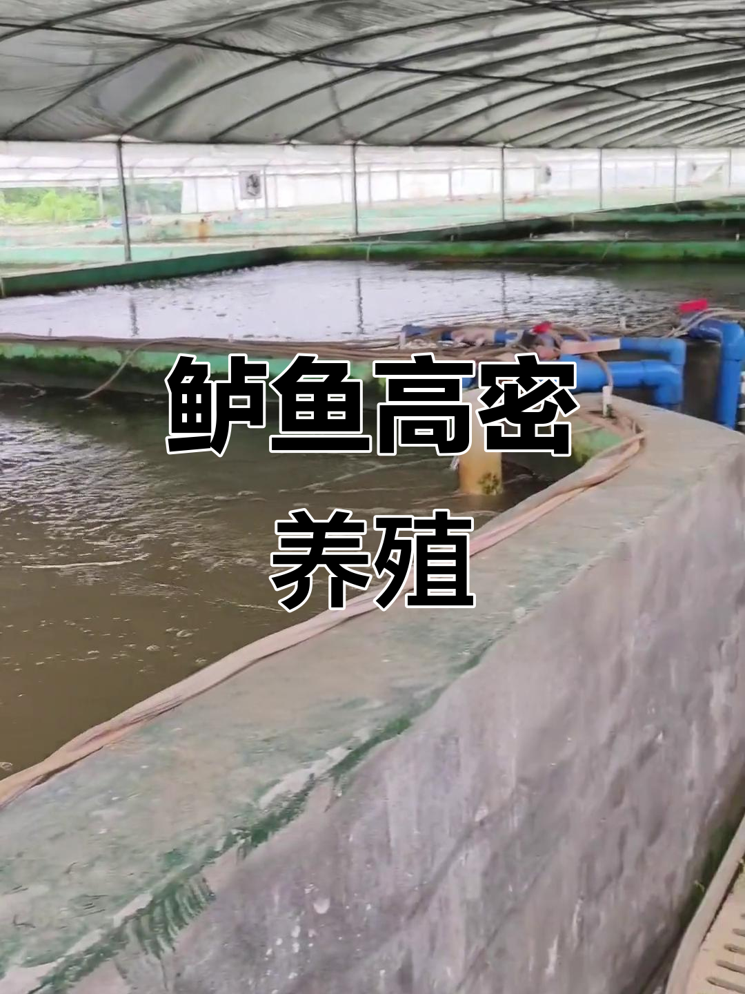 高密度养殖鲈鱼,快速生长、肉质鲜美,市场前景广阔