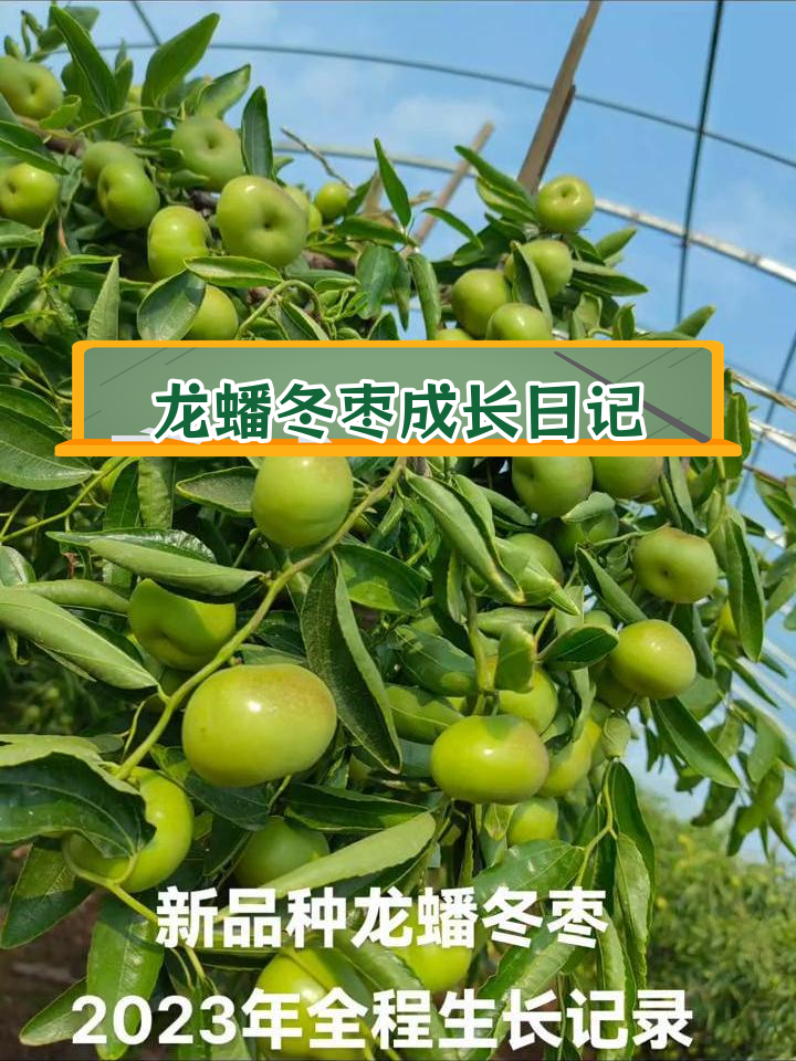 2023年龙蟠冬枣全程生长记录,脆甜多汁