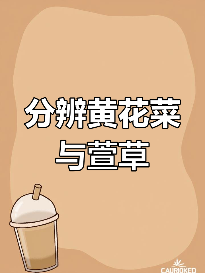 黄花菜和萱草的区别,别误食!