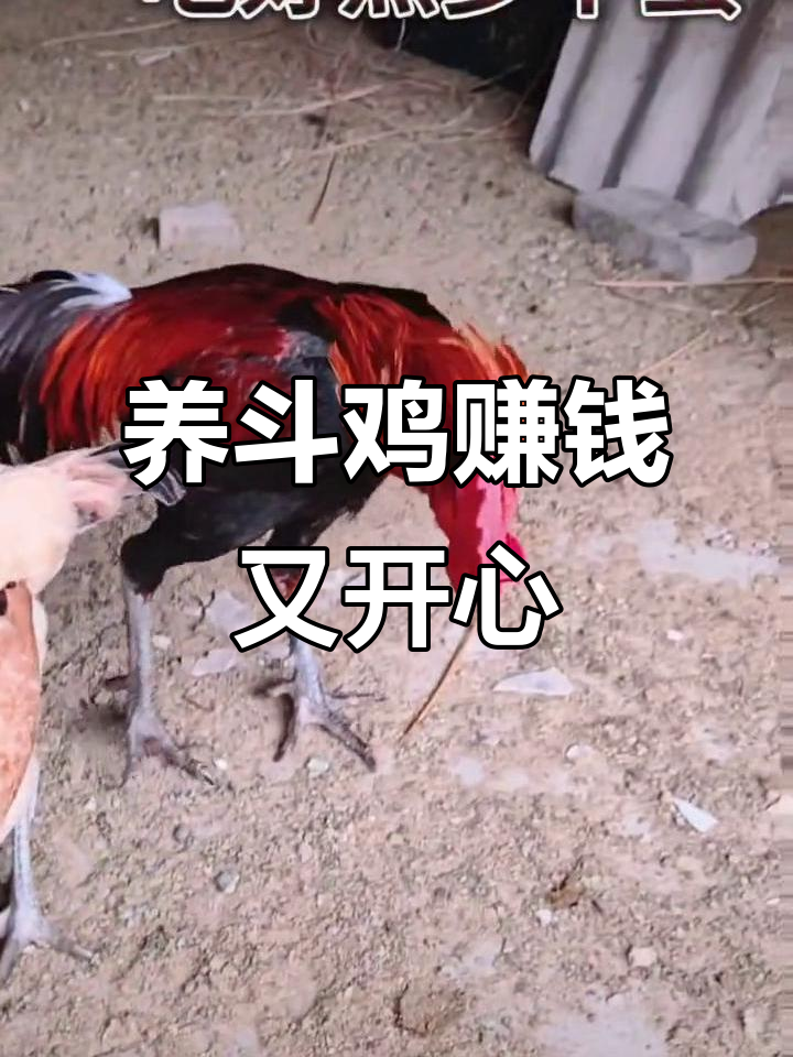 春天来了，斗鸡养殖有赚头！这些大冠鸡叫声让人心情愉悦