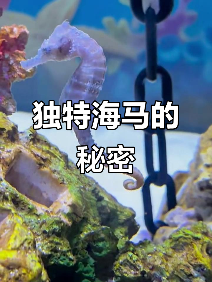 海马:虽不像鱼,却是最独特的鱼类!
