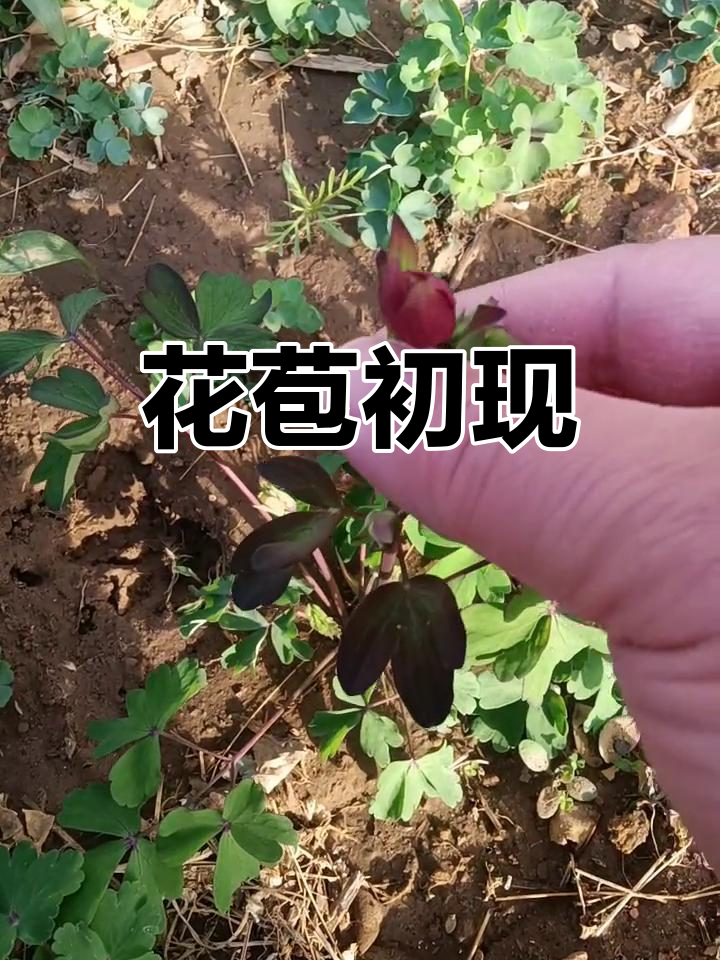 漏斗菜的花苞终于露出来了,真是太美了!