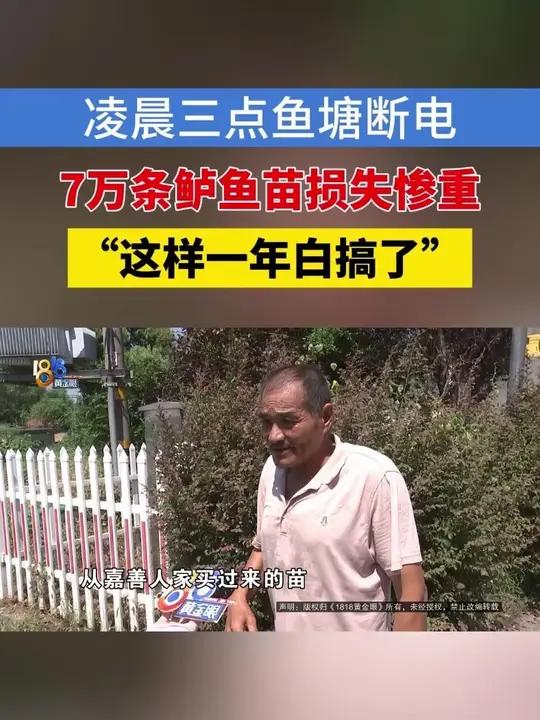 费大哥在湖州南浔养鱼,前几天晚上,电路故障烧掉了,增氧泵没法工作,一个放了7万条鲈鱼苗的鱼