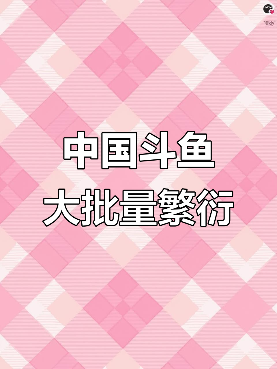 繁殖十三窝中国斗鱼,蓝鲸叶过多成难题