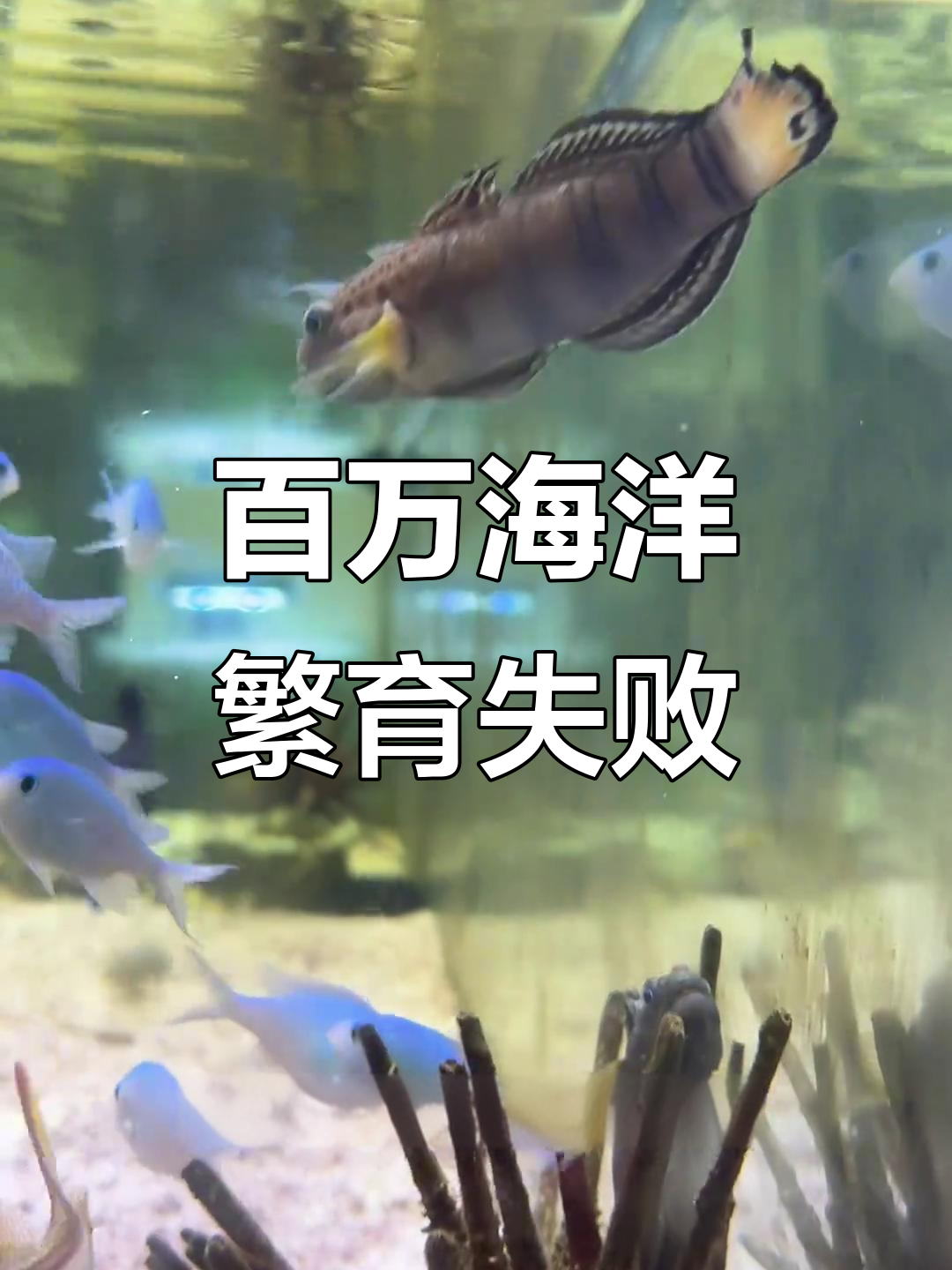 海洋生物繁殖计划遭遇大危机,虾虎鱼卵一夜消失!
