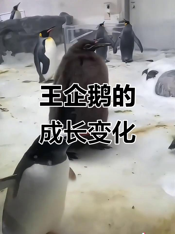 王企鹅的尴尬青春期:从猕猴桃到成年转变