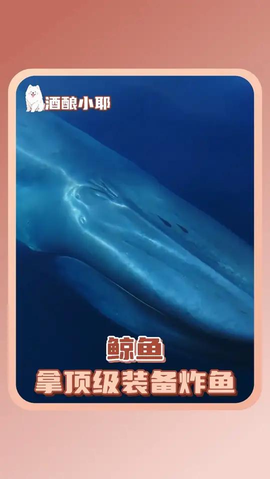鲸鱼:关于拿顶级装备回新手村炸鱼这件事