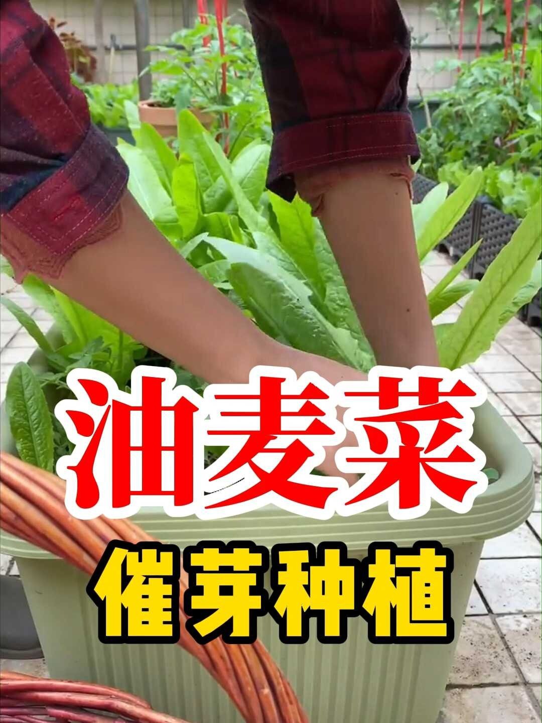 油麦菜 别名莜麦菜 苦菜 生菜 属菊科