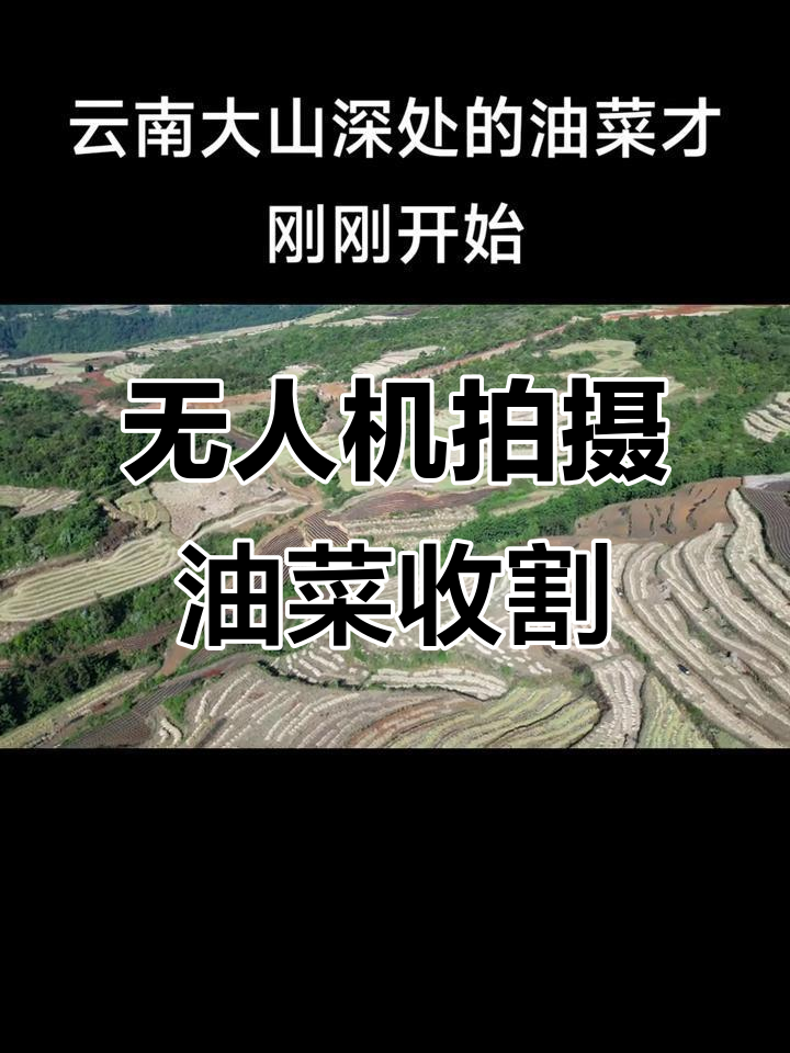 油菜收割机与无人机航拍:高效作业全纪录