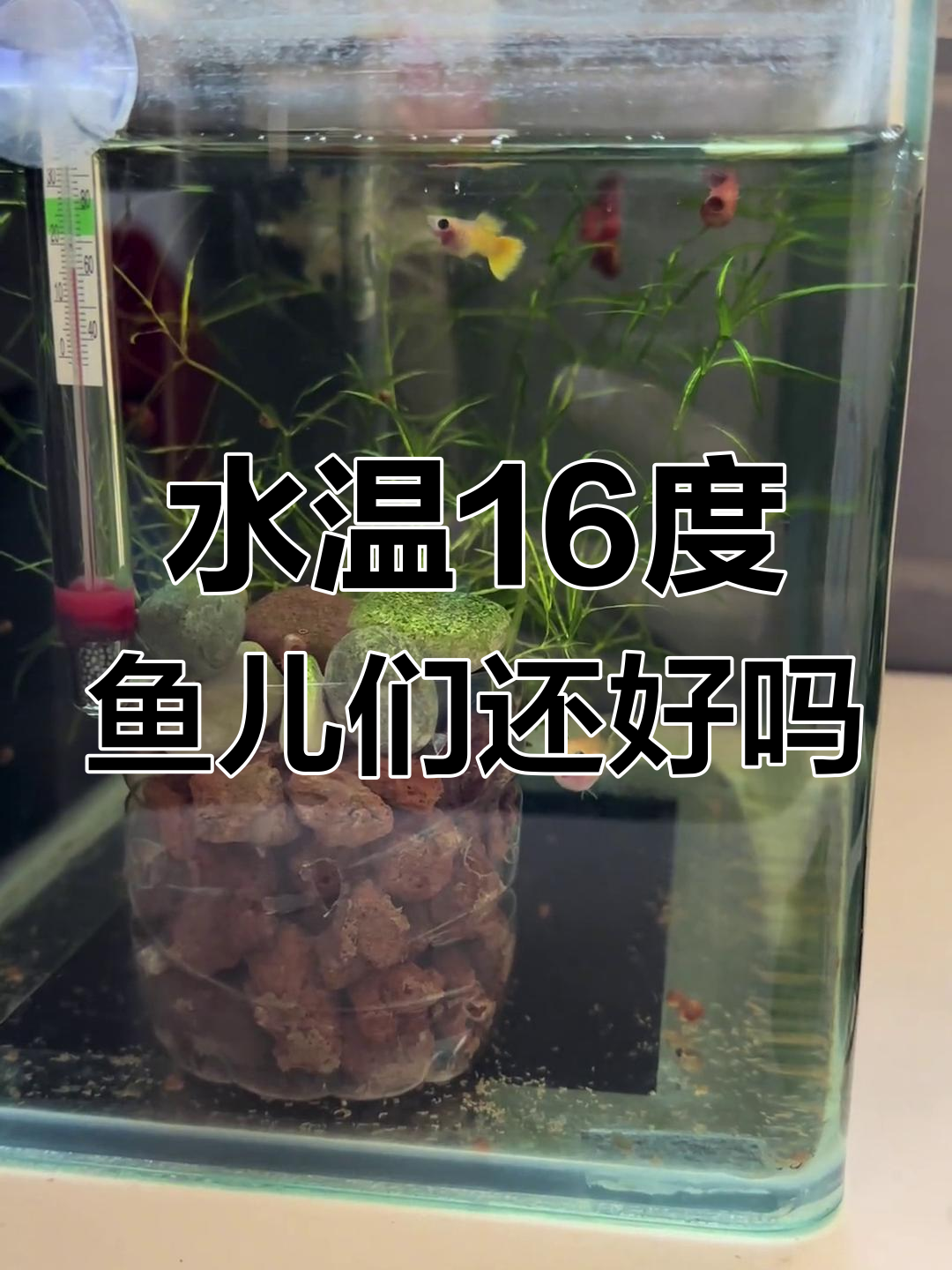 16度水温下,孔雀鱼和小猫们的状态如何?