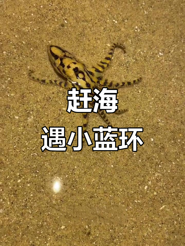 赶海抓章鱼,意外捡到蓝环!现吃畸形虾超甜