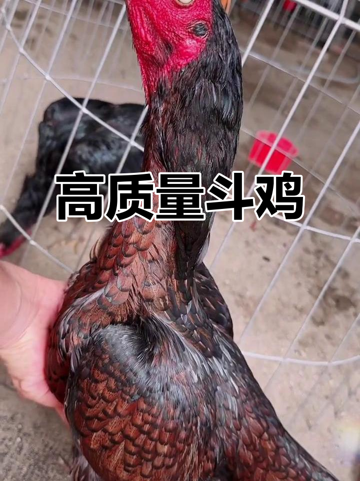 顶级鬼母鸡,五头面带拐脚铃爸爸抖音