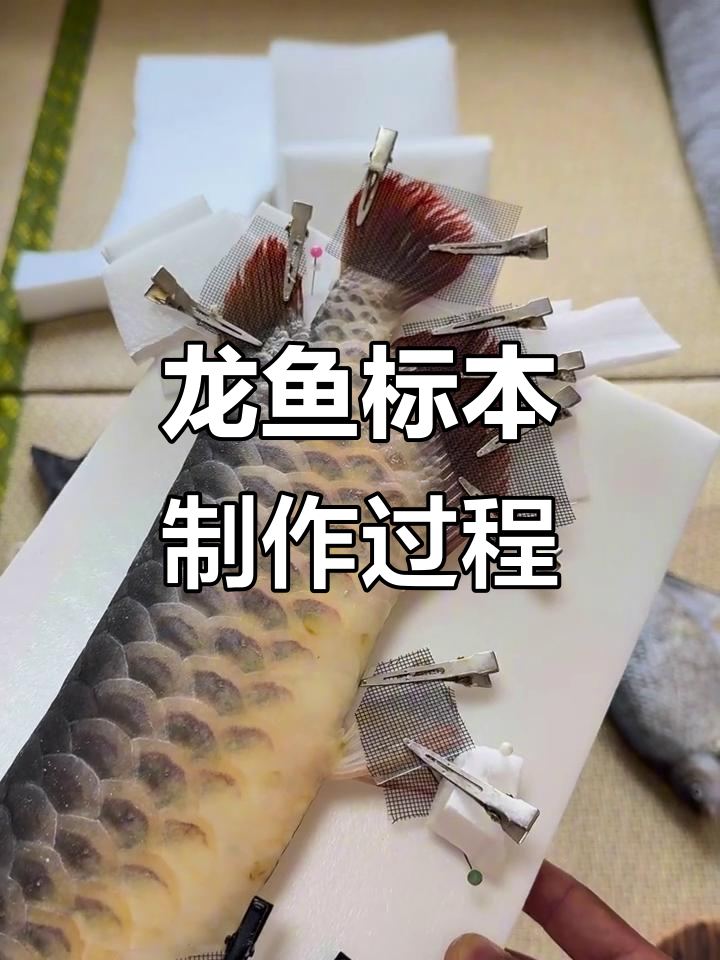 龙鱼标本制作揭秘:从鳞片到骨骼的完美呈现