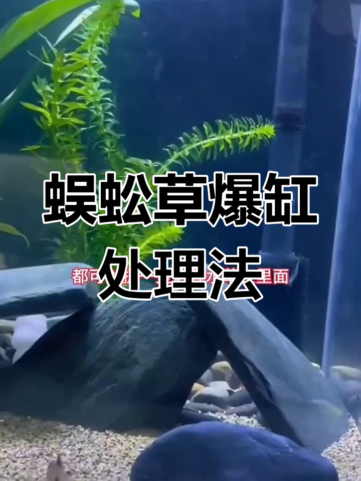 蜈蚣草爆缸怎么办?剪成小段分养更轻松