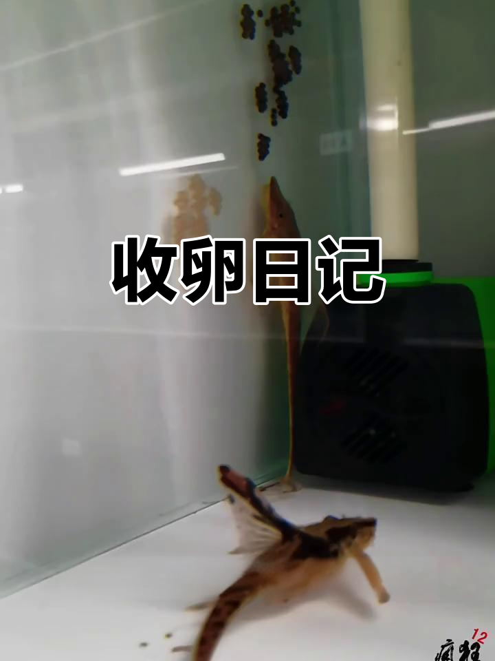 皇冠直升机收卵,养鱼人的日常