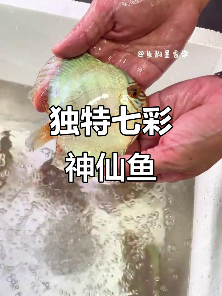 港版老虎狗七彩鱼，独特纹路与高反光，体型优雅