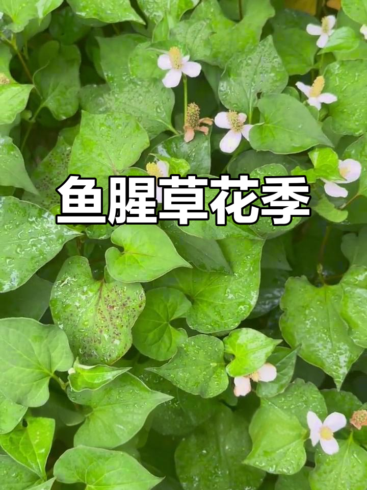 鱼腥草花开，清热解毒，轻松泡茶，预防胜于治疗