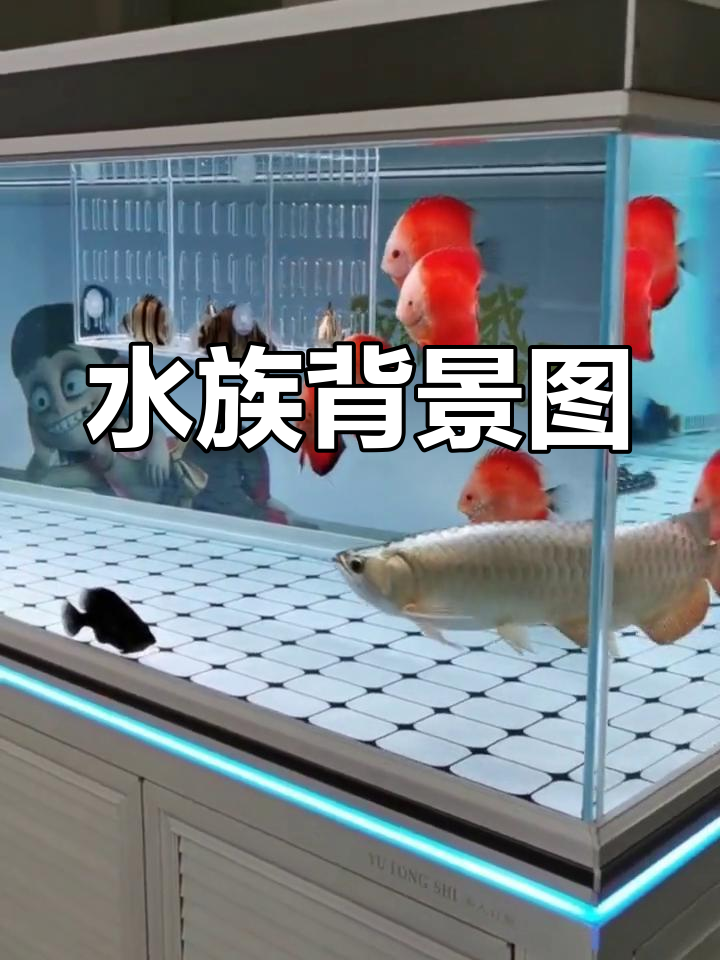 3D鱼缸背景图,打造水族世界