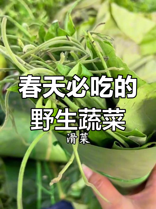 云南春季野菜大揭秘,你吃过几种?
