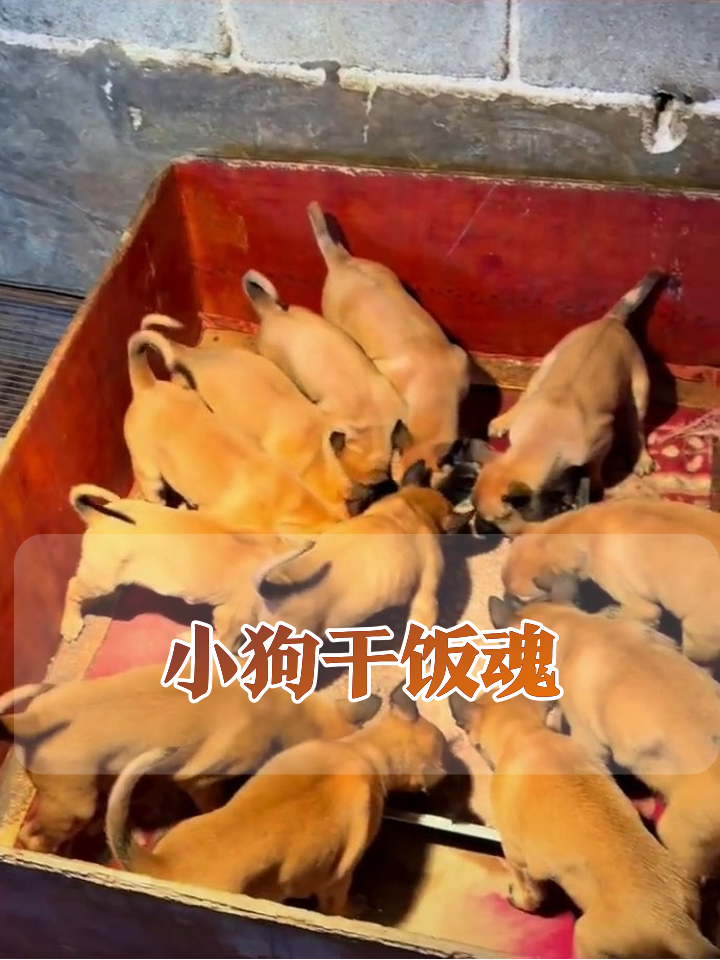 十几只小黄狗抢食现场,场面混乱又可爱!