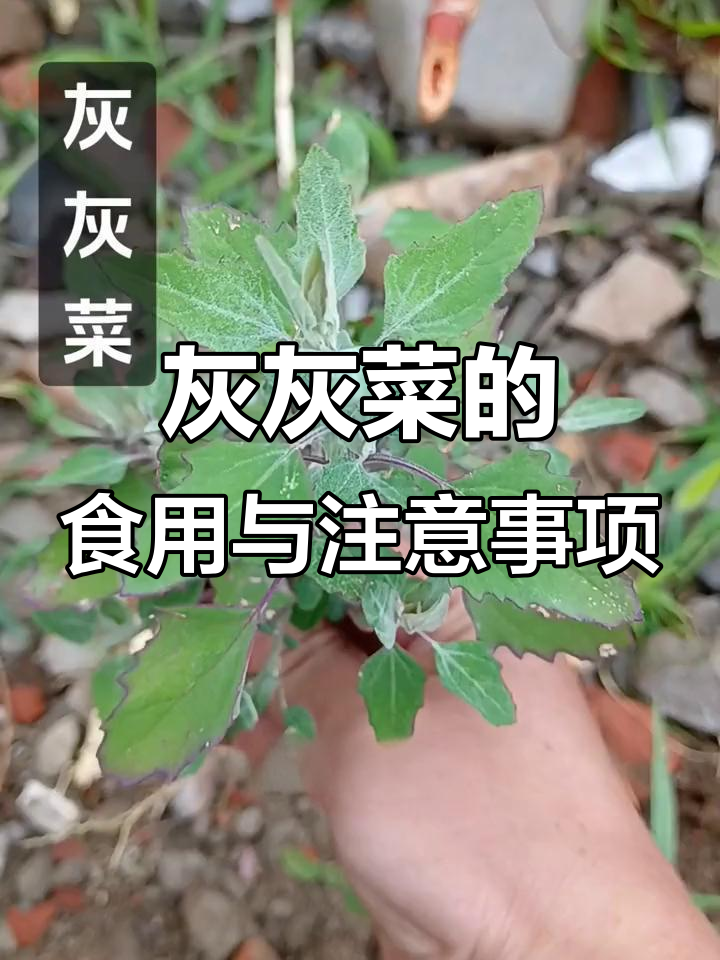 灰灰菜能吃吗？如何辨别有毒无毒，了解光感植物的特性