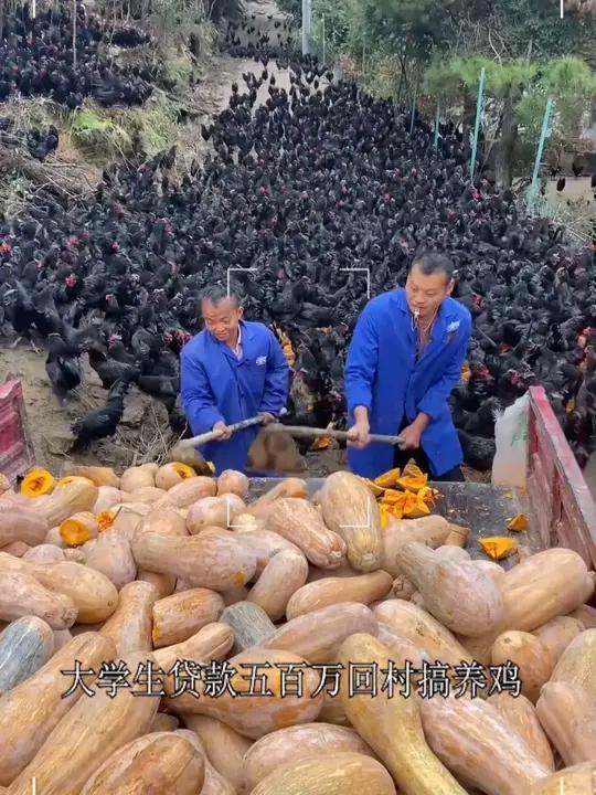 可生食黑凤乌鸡蛋,相信我,没吃过的真心可以试试可生食鸡蛋无菌蛋可生食黑鸡蛋优质农产品- 抖
