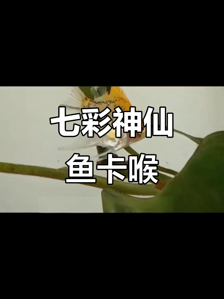七彩神仙鱼卡喉怎么办?一半在嘴里,一半在喉咙里