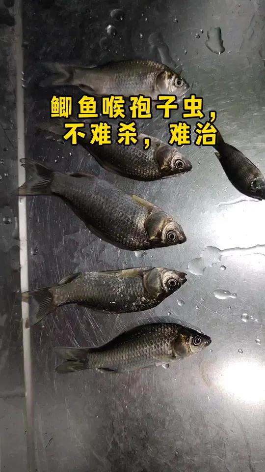 鲫鱼 喉孢子虫 洪湖碘泡虫