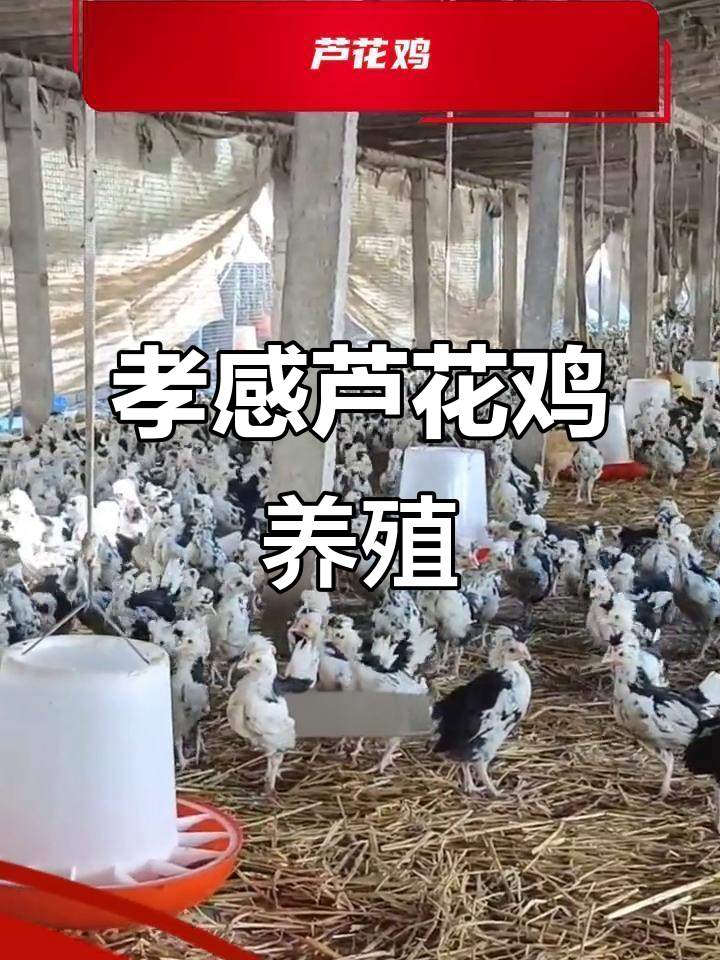 孝感市芦花鸡养殖基地,高品质火鸡肉质鲜美