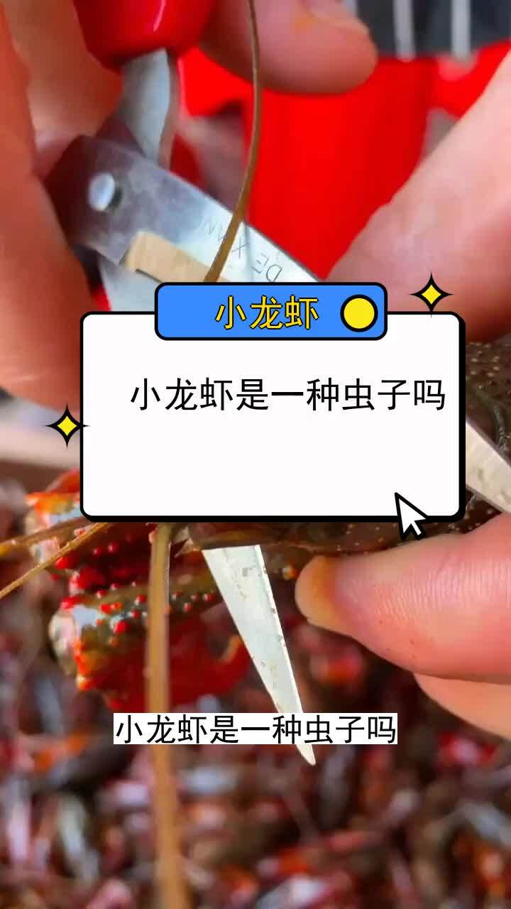 小龙虾是一种虫子吗
