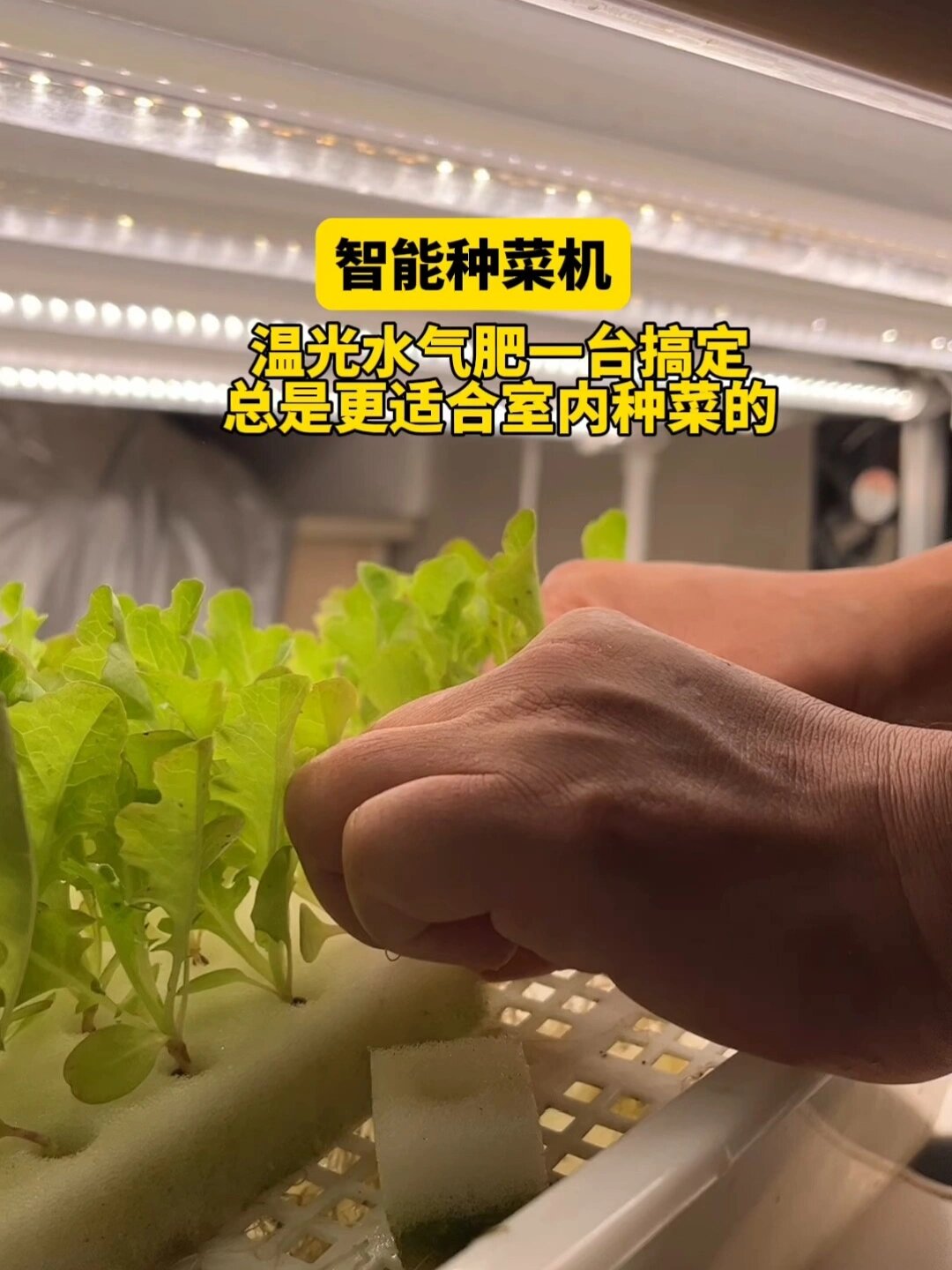 室内种菜,一台智能种菜机搞定