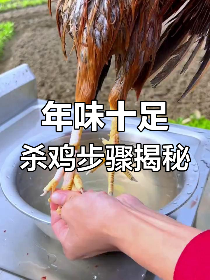 冬至回家过年,教你如何拔毛杀鸡的技巧