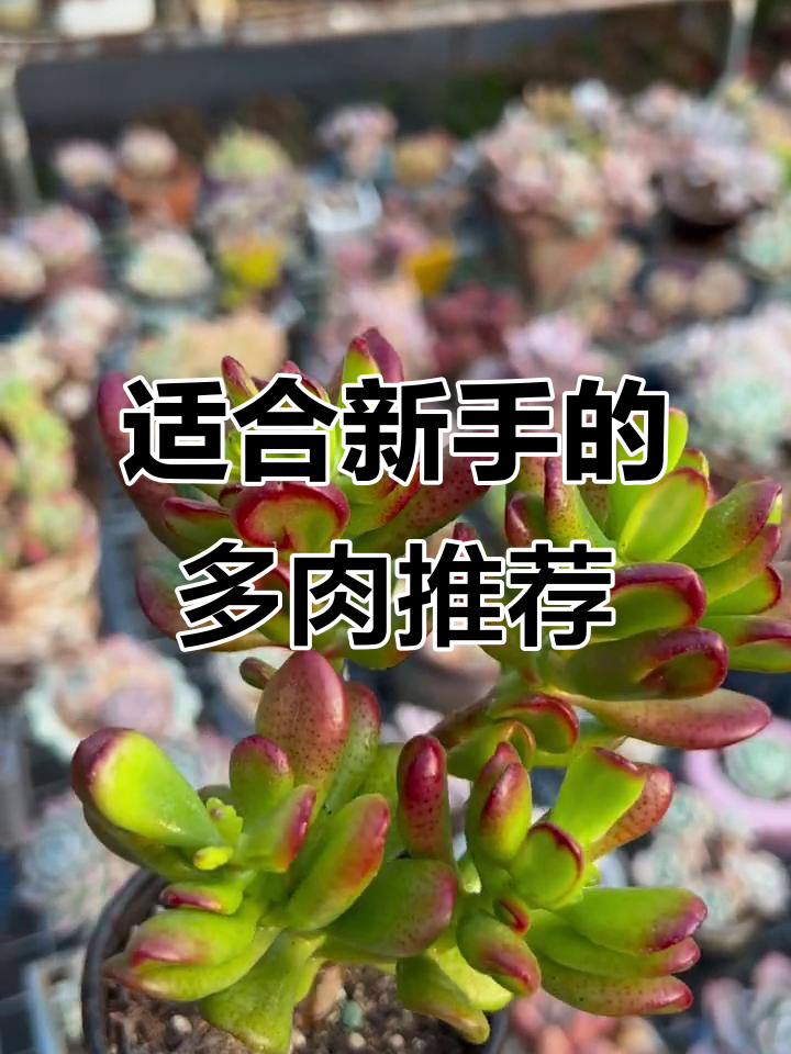 新手必养多肉,轻松掌握养护技巧