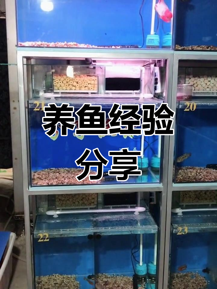 鱼缸过滤系统全解析:水泵、滤材与管道搭配技巧