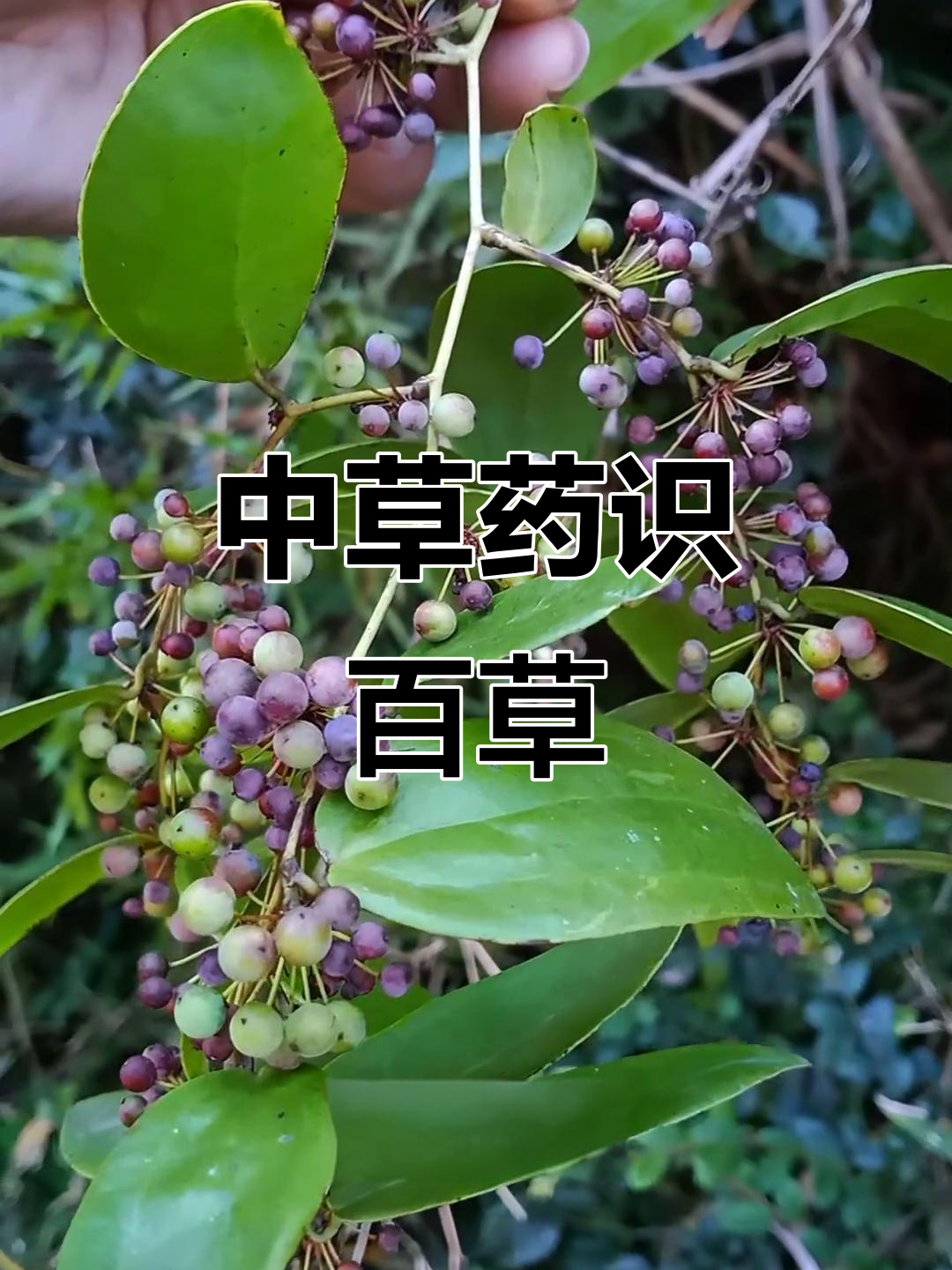 30种常见中草植物,了解它们的功效与作用
