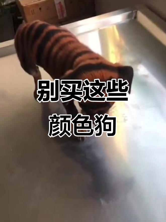 不要被狗贩子忽悠!这些“新品种”狗狗背后隐藏的真相