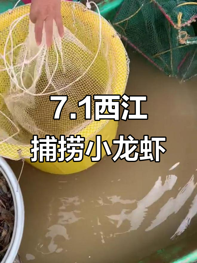 西江河虾开渔日,暗哥带你品尝美味小龙虾