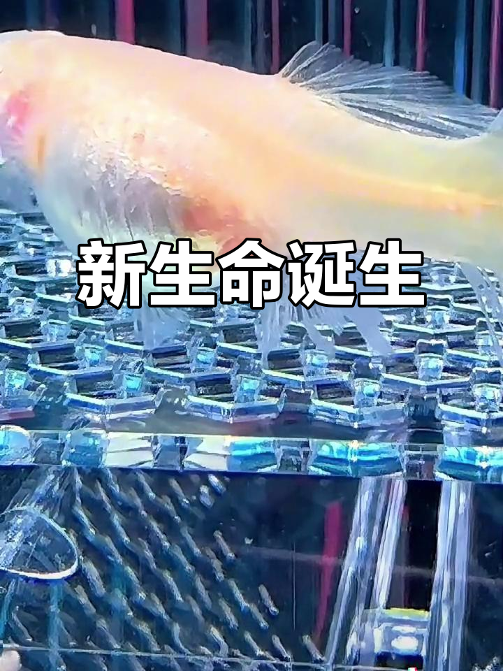 孔雀鱼产子，高清见证生命奇迹