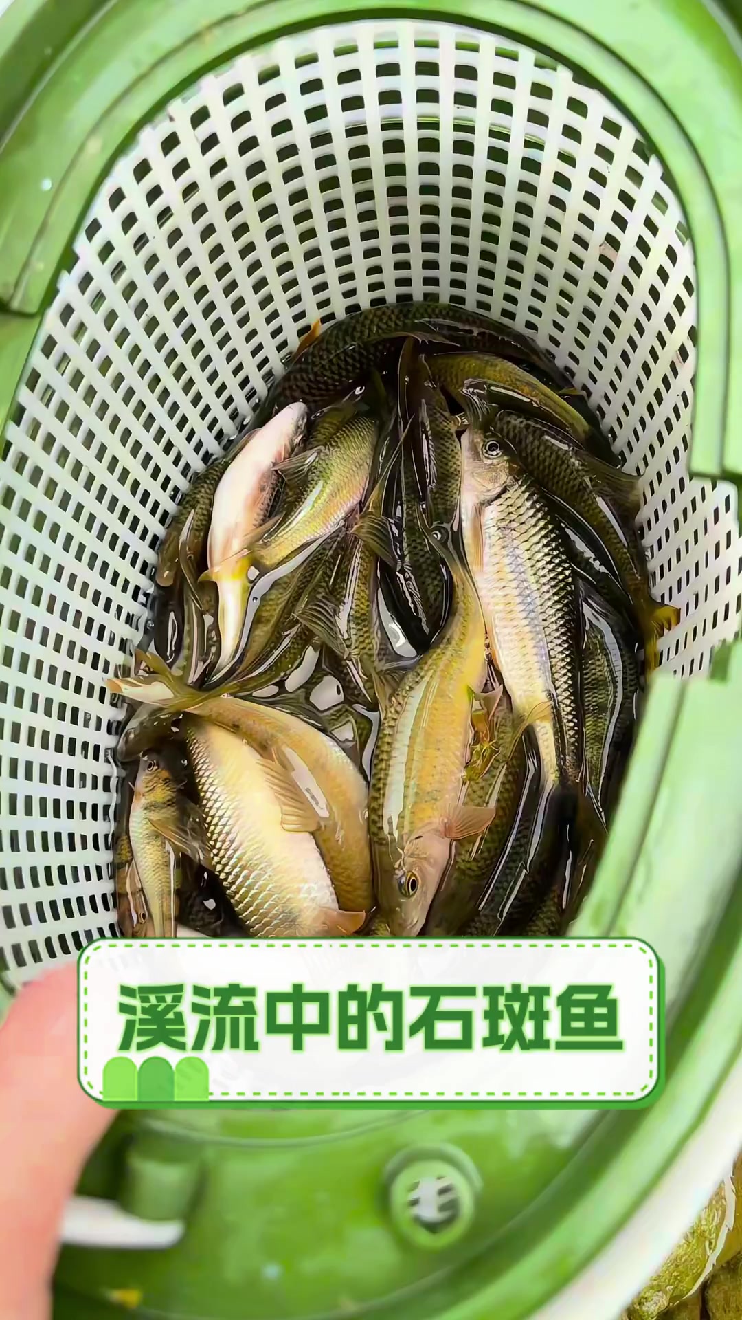 溪流中的石斑鱼