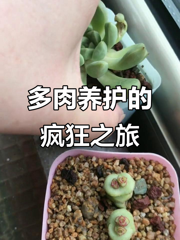 养多肉变“养家”大作战，从十盆到满屋子乱糟糟