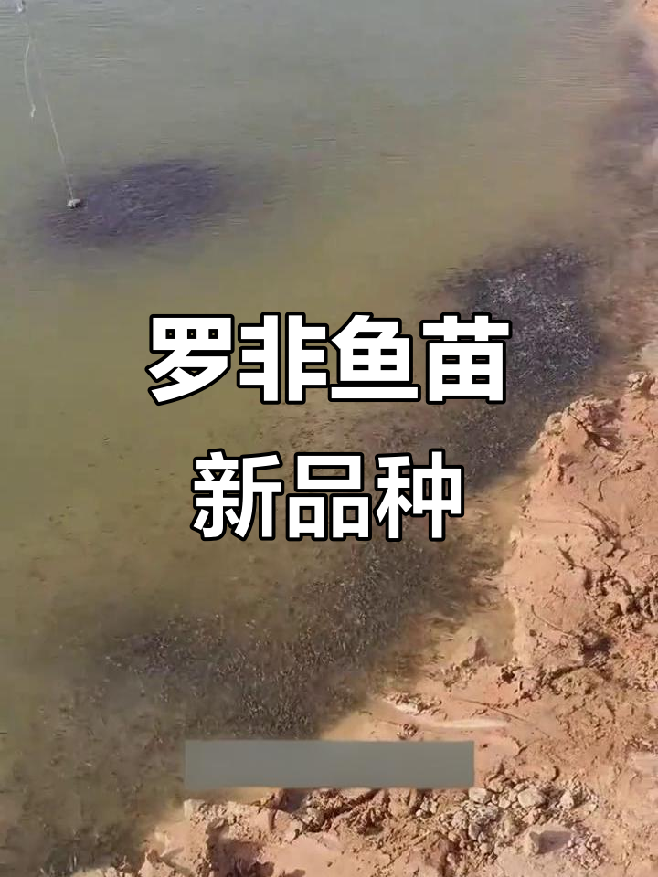 广西罗非鱼苗改良品种，六种方助力养殖升级