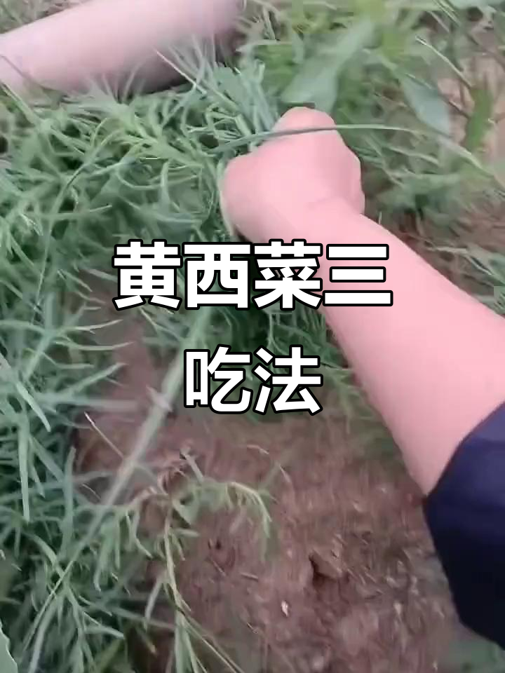 黄西菜凉拌、摊饼、饺子全攻略,野味十足!