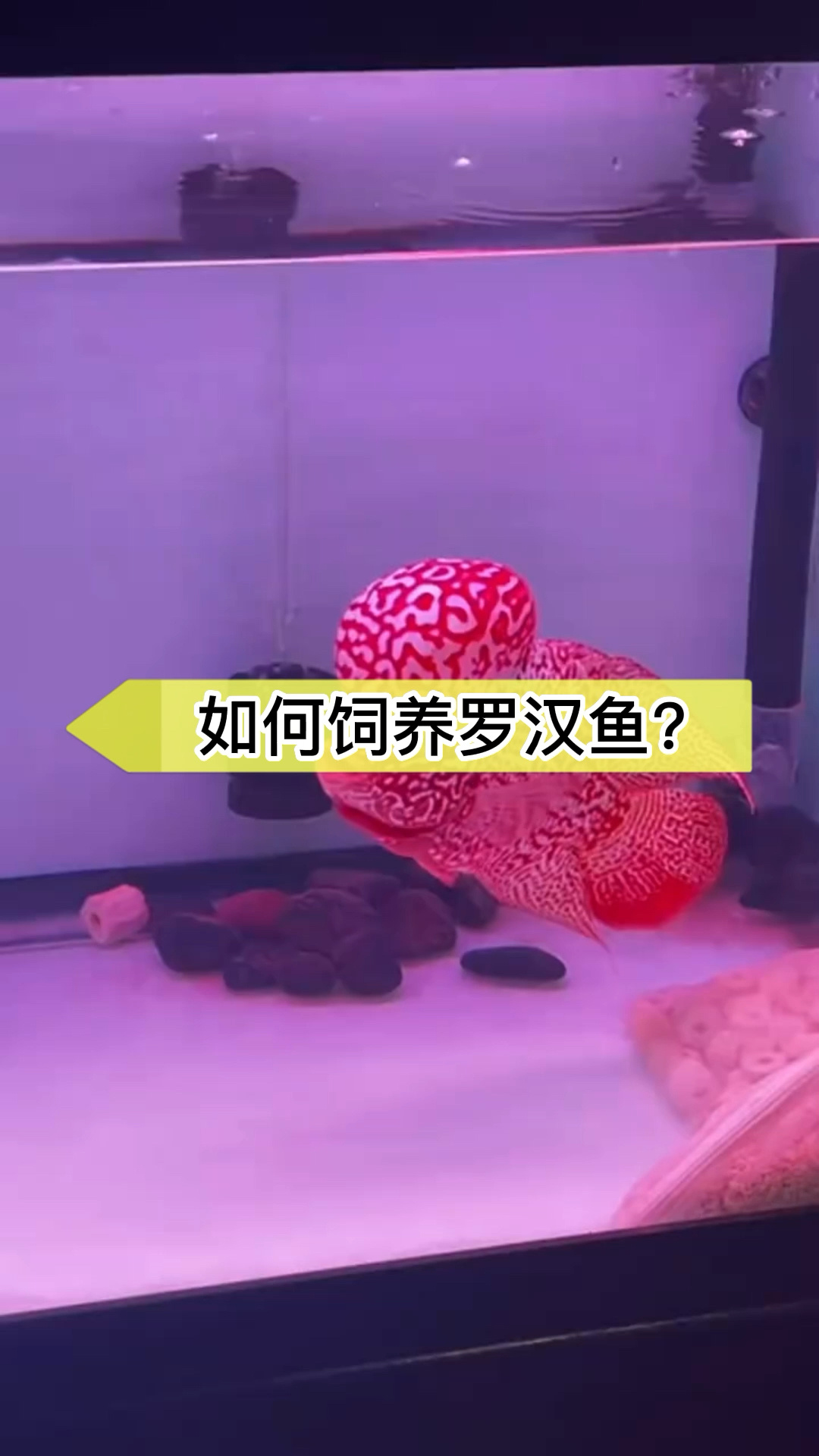 饲养罗汉鱼应当注意什么?/点赞收藏不迷路