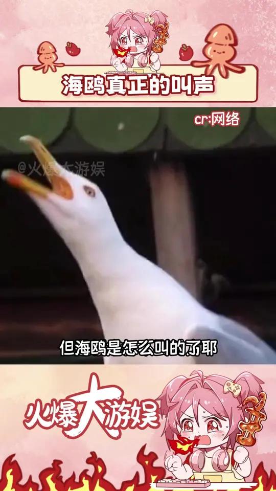海鸥真实的叫声和表情包一样魔性