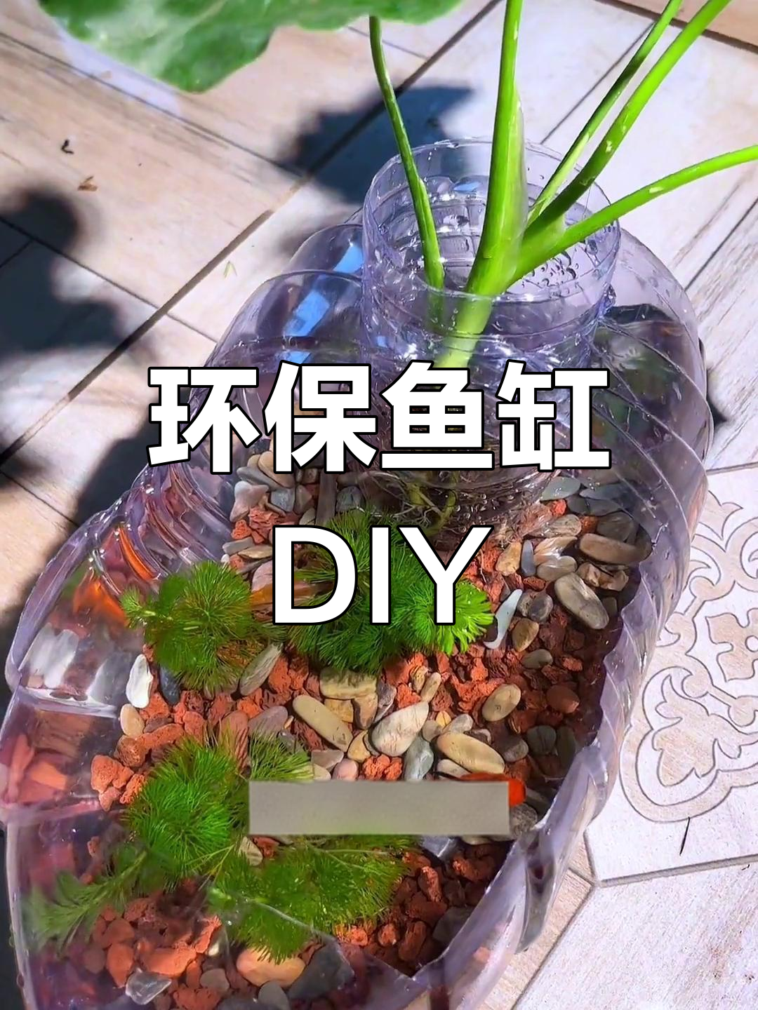 用矿泉水瓶打造生态鱼缸,养鱼的乐趣只有亲身体验才懂!