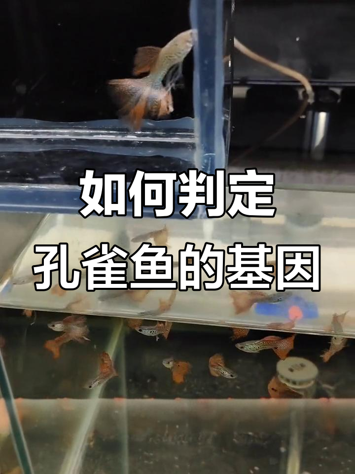 基因稳定性如何判断?从孔雀鱼谈起